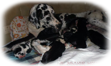 Cucciolata alani neri ed arlecchini