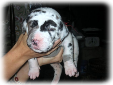 cucciolo alano