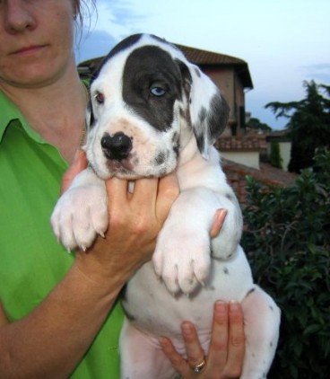 cucciolo alano