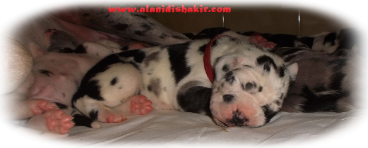 cucciolo alano arlecchino