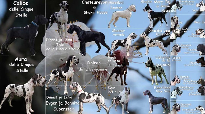 Pedigree Karen Macneil di Shakir House