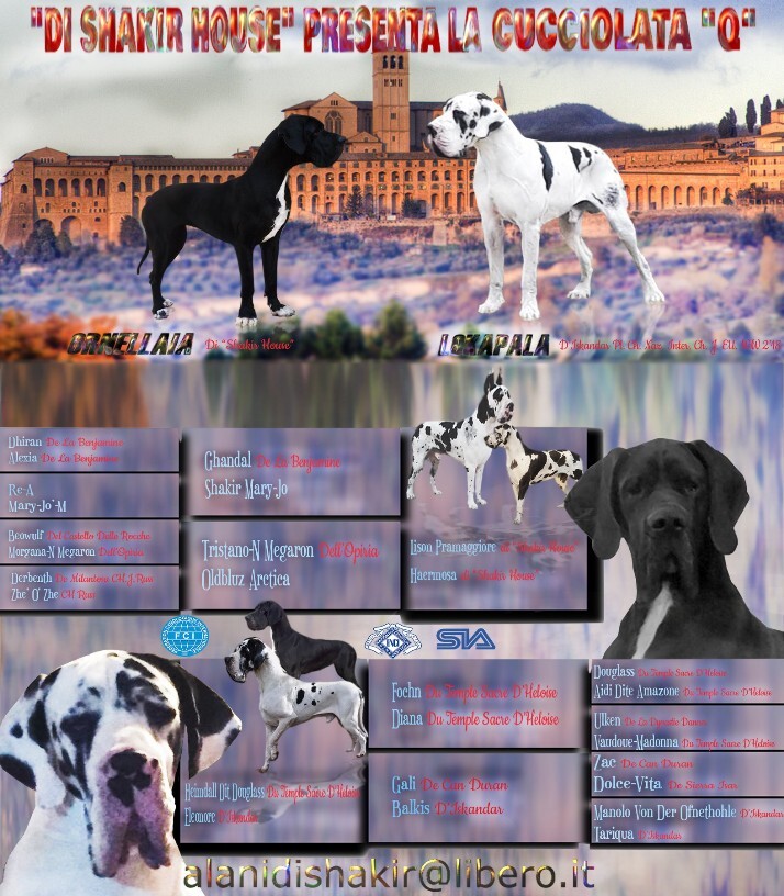 Pedigree Quantro di Shakir House Pedigree Quantro di Shakir House