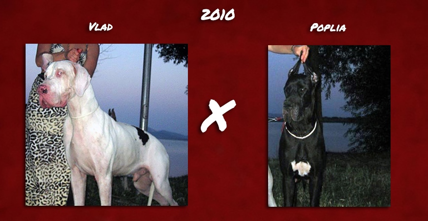 cucciolata alani 2010 cucciolata alani 2010