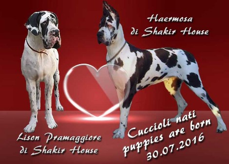 cucciolata alani luglio 2016 cucciolata alani luglio 2016