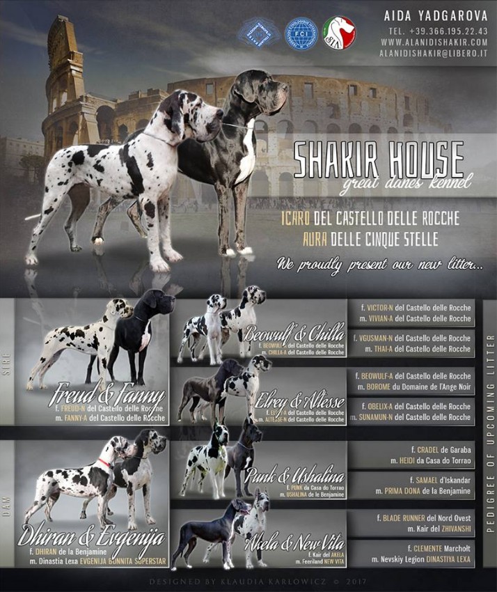 Pedigree Petit Rouge di Shakir House