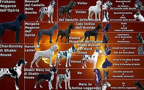Pedigree Josephin Doree di Shakir House