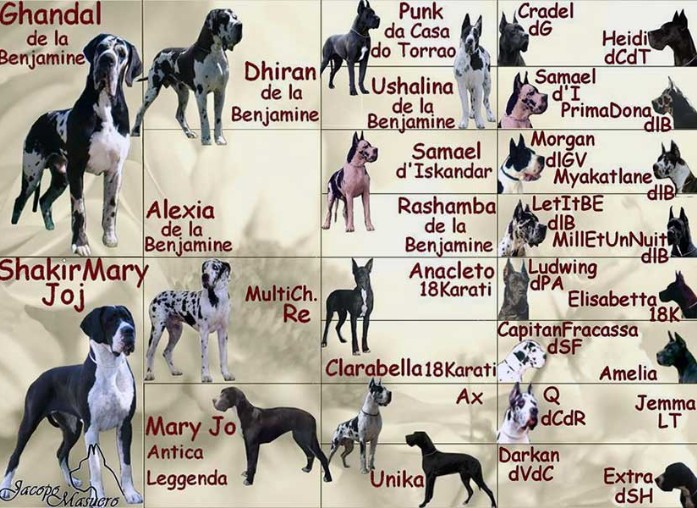 Pedigree Lacrima di Moro di Shakir House