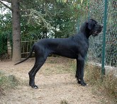 Tristano