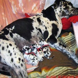 Cuccioli-di-Lady.jpg